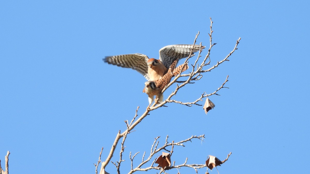 American Kestrel - Karen Evans