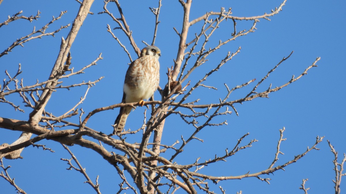 American Kestrel - Karen Evans