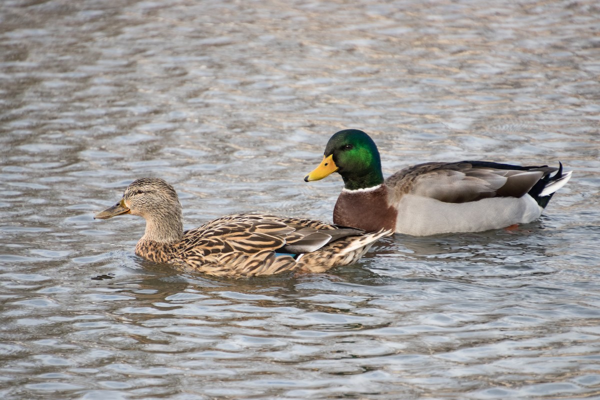 Mallard - ML541324381