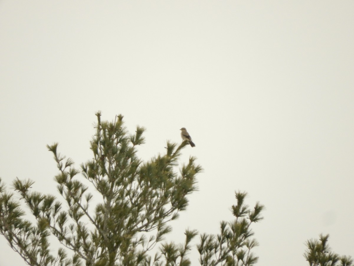 Northern Shrike - ML541324731