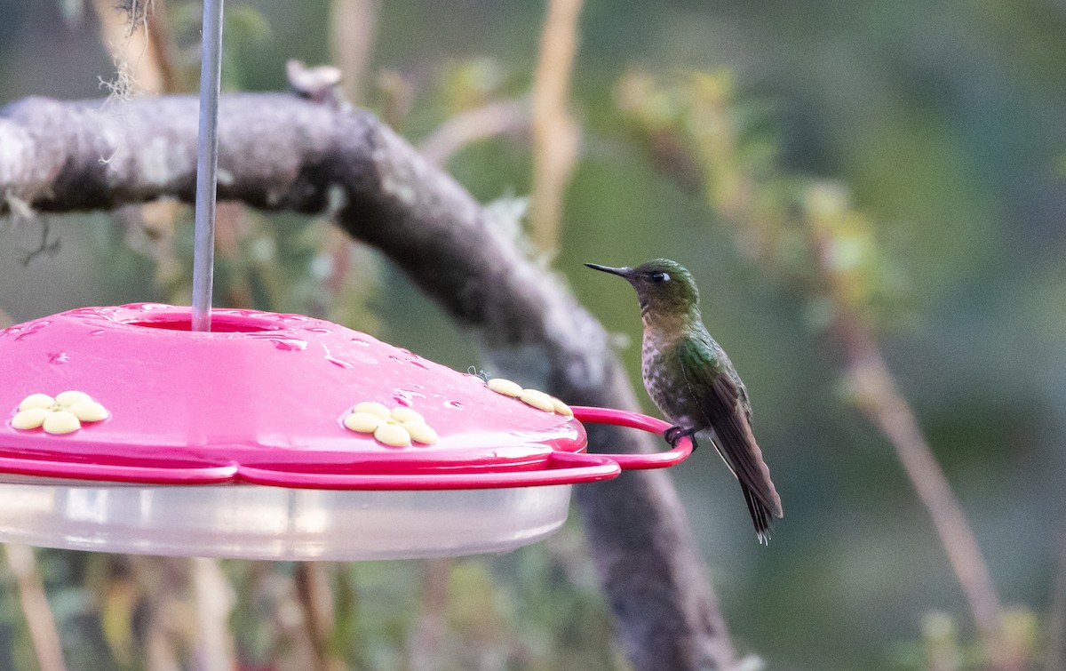 Tyrian Metaltail (smaragdinicollis) - Jay McGowan