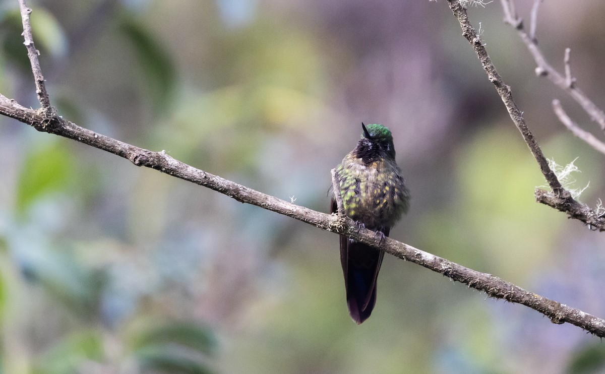 Tyrian Metaltail (smaragdinicollis) - ML541324891