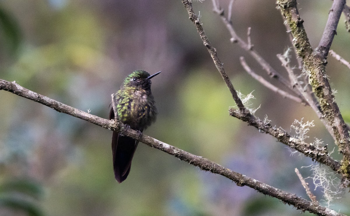kolibřík dřišťálový (ssp. smaragdinicollis) - ML541324911