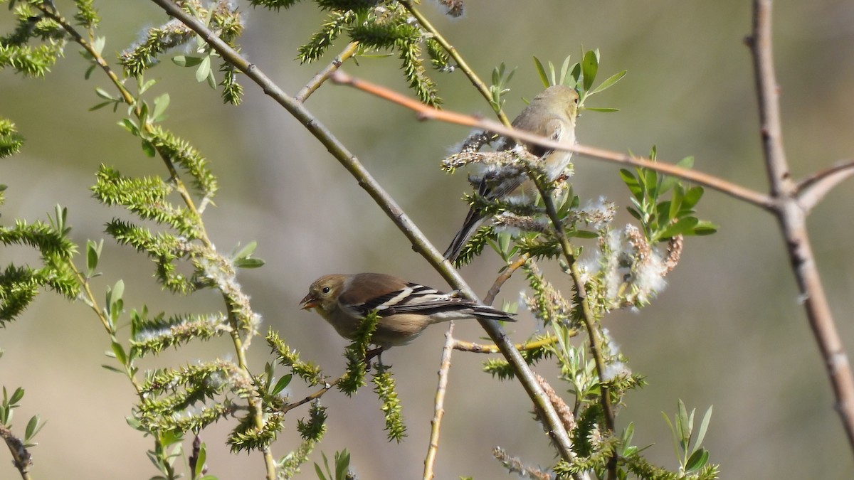 American Goldfinch - ML541324941