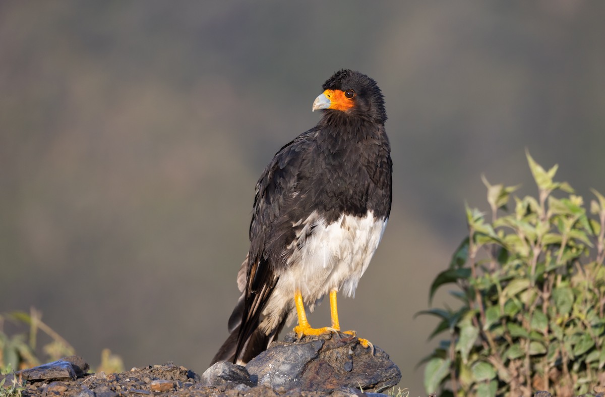 Mountain Caracara - Jay McGowan