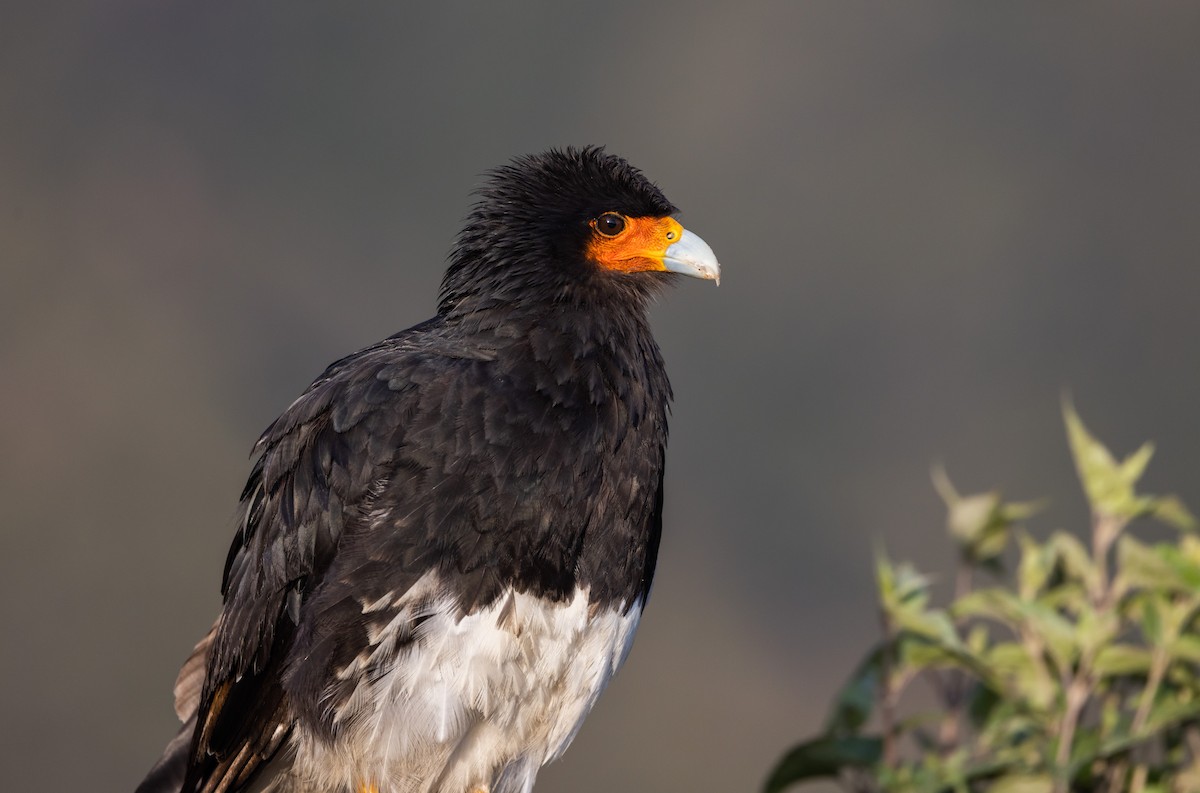 Mountain Caracara - Jay McGowan