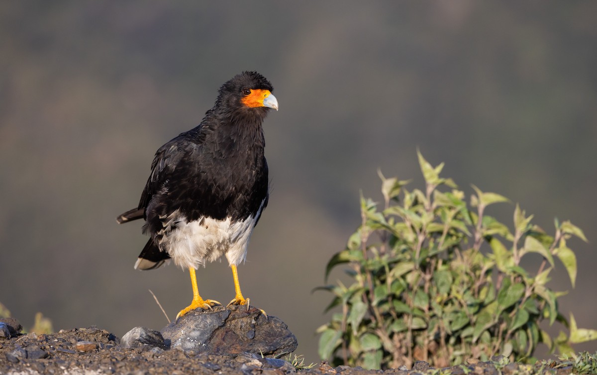 Mountain Caracara - Jay McGowan