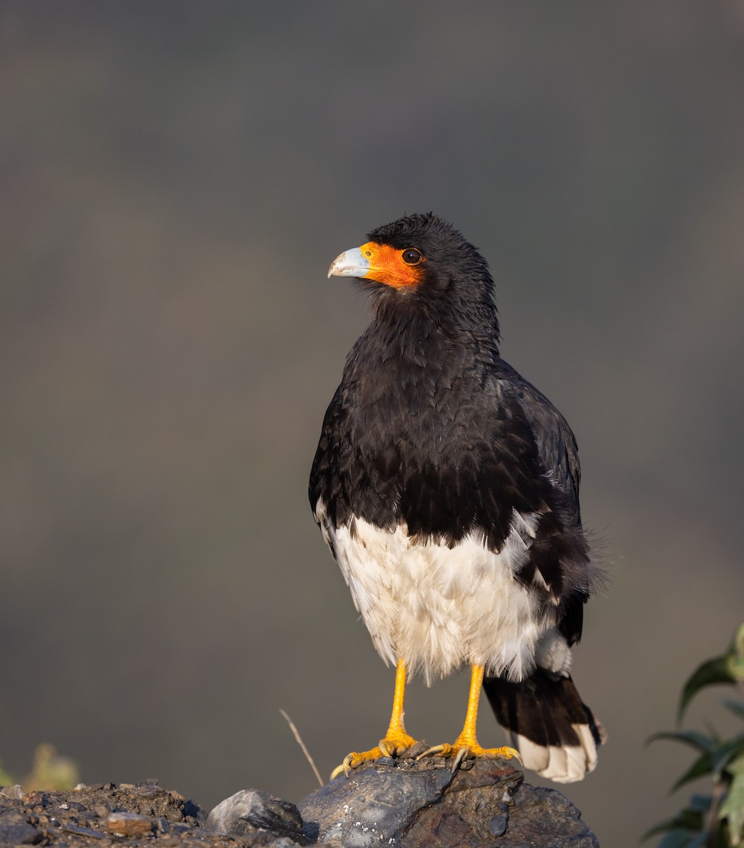 Mountain Caracara - Jay McGowan