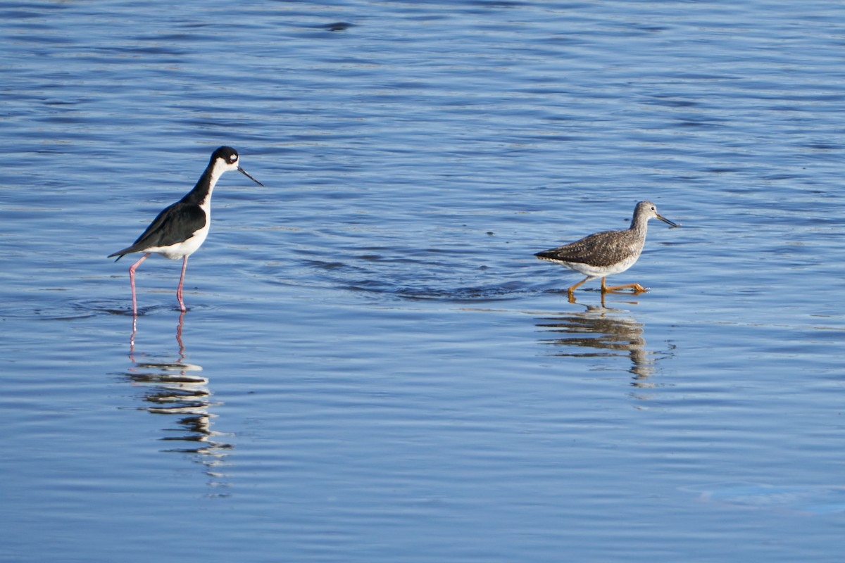 Black-necked Stilt - ML541325611