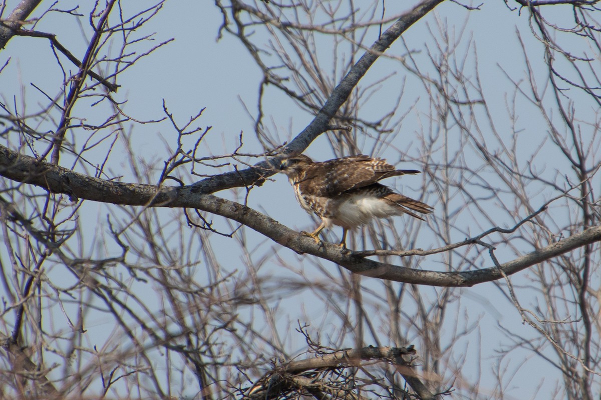 Red-tailed Hawk - ML541325641
