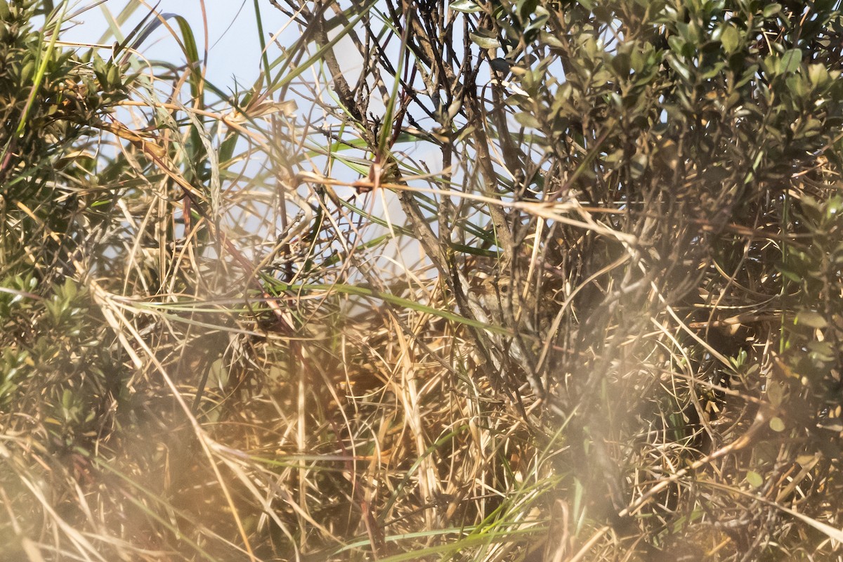 Grass Wren (Puna) - ML541326131