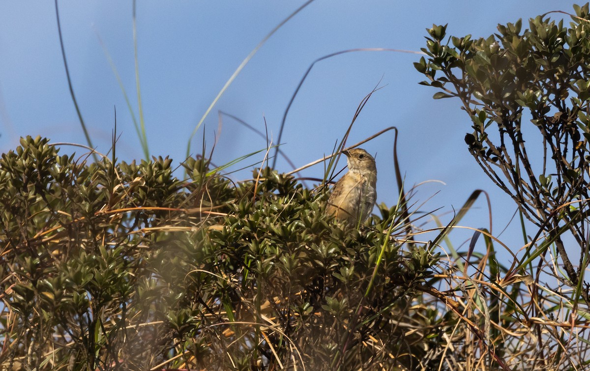 Grass Wren (Puna) - ML541326151