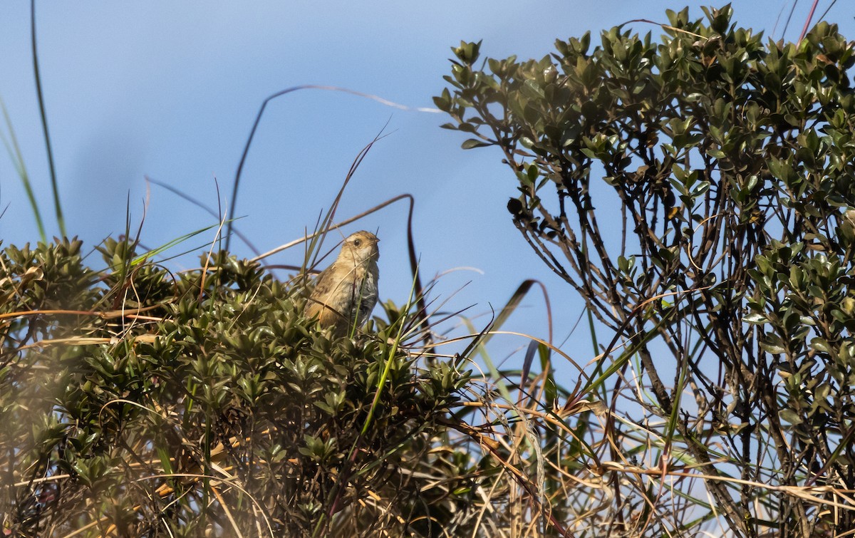 Grass Wren (Puna) - ML541326161