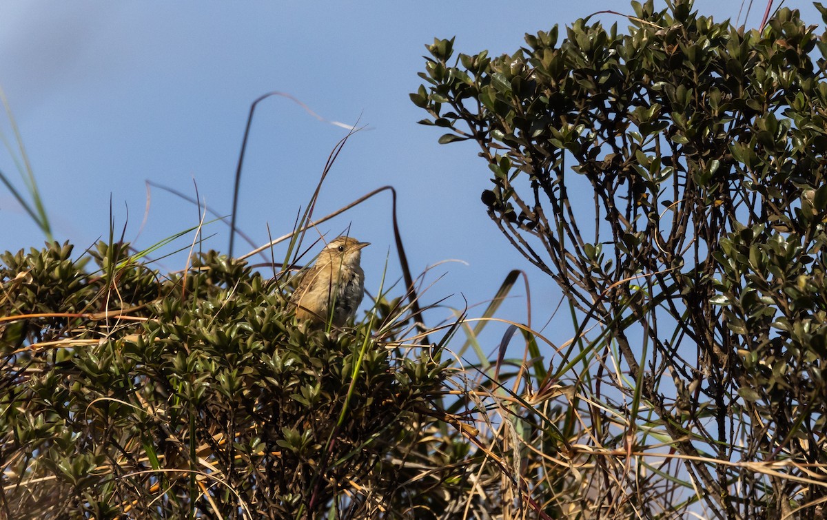 Grass Wren (Puna) - Jay McGowan