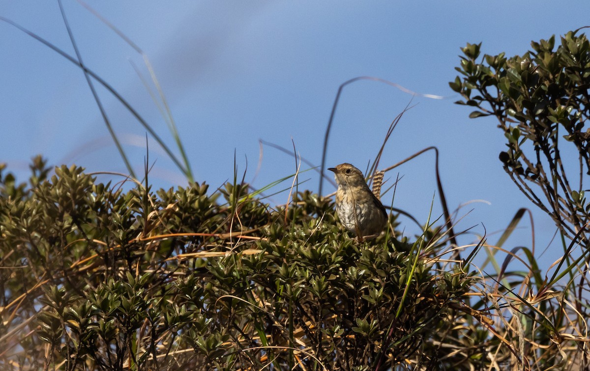 Grass Wren (Puna) - ML541326211