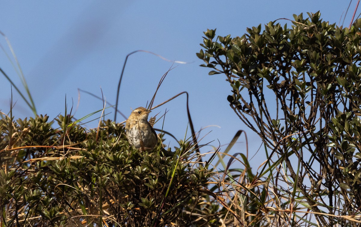 Grass Wren (Puna) - ML541326221