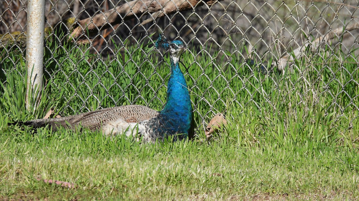 Indian Peafowl (Domestic type) - ML541326311