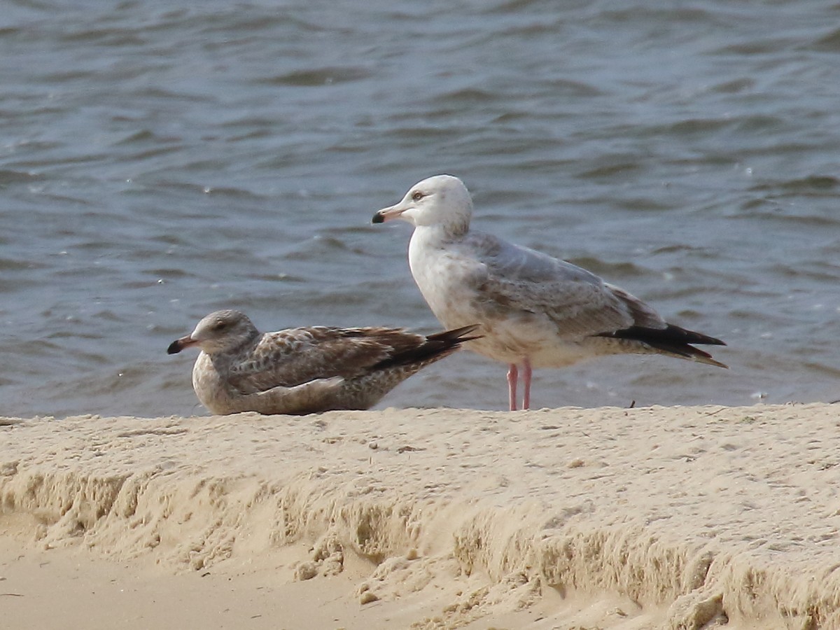 Gaviota Argéntea - ML541326381