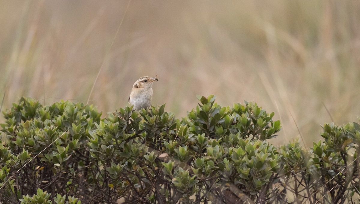 Grass Wren (Puna) - ML541327521