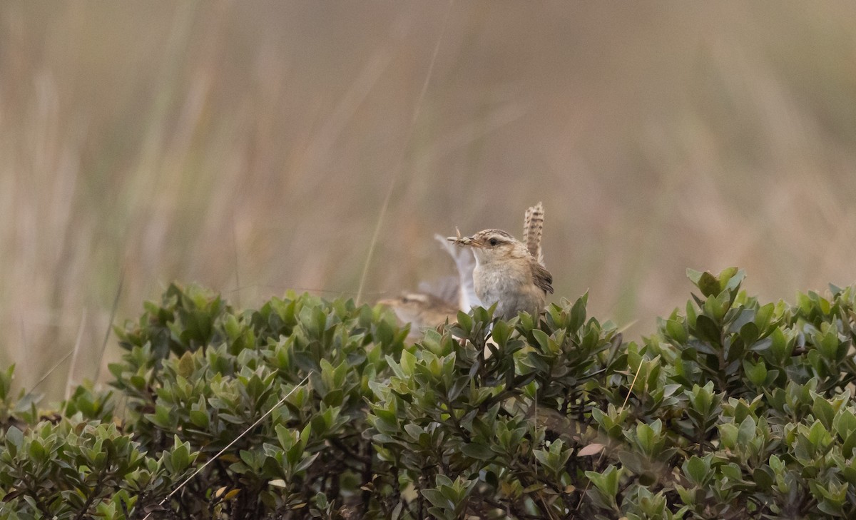 Grass Wren (Puna) - ML541327531