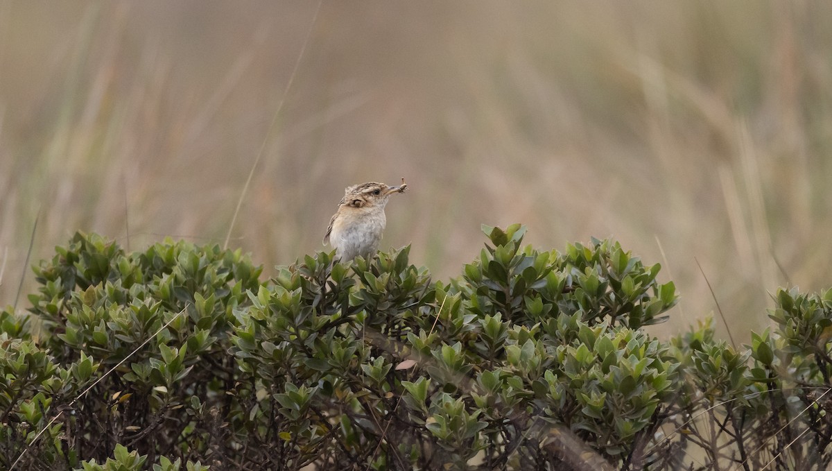 Grass Wren (Puna) - ML541327541