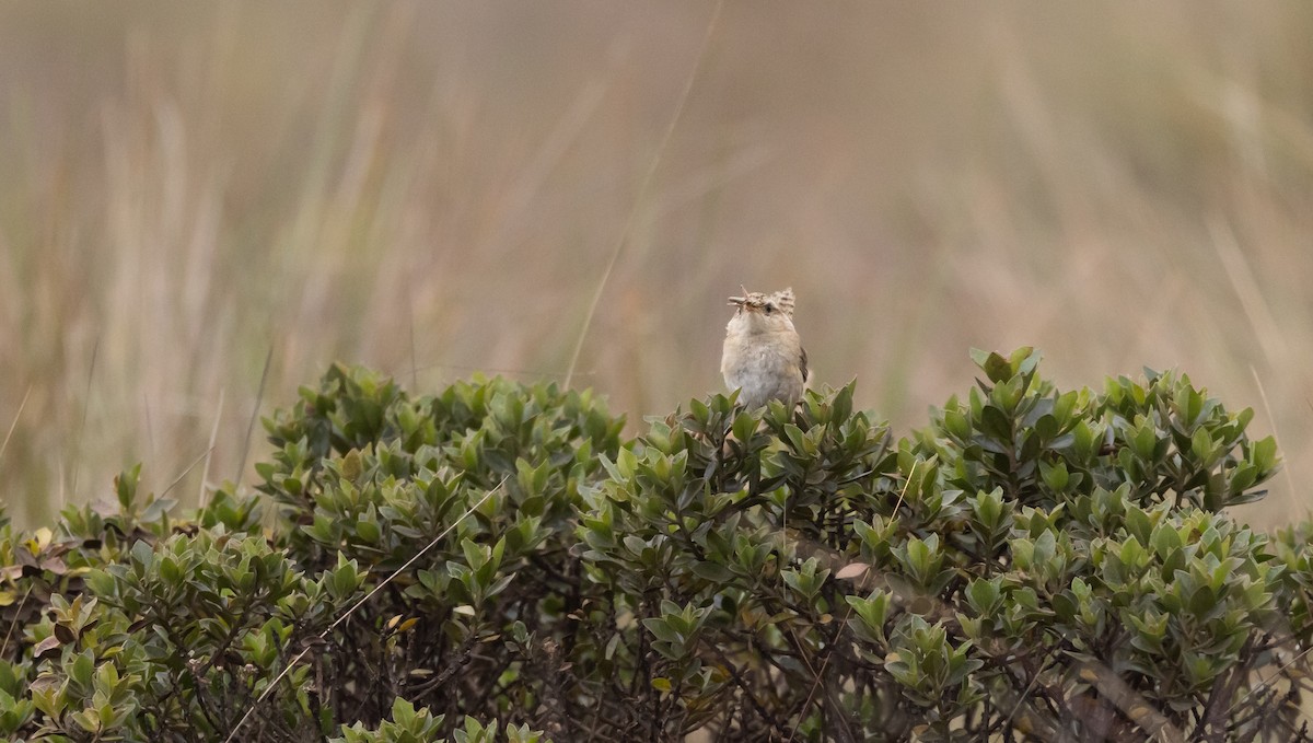 Grass Wren (Puna) - Jay McGowan