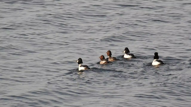 Common Goldeneye - ML541329771