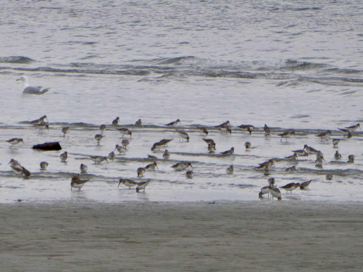 Dunlin - ML541329881