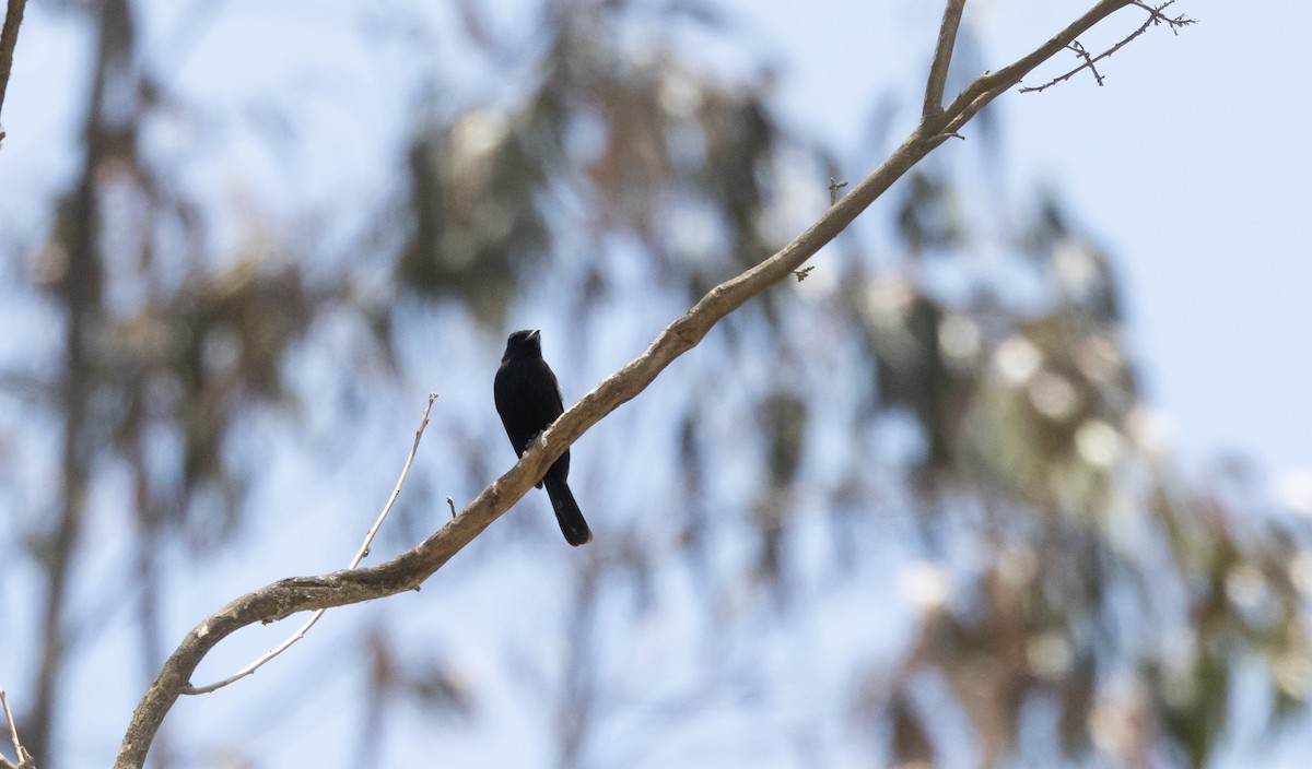 White-winged Black-Tyrant (White-winged) - ML541329901