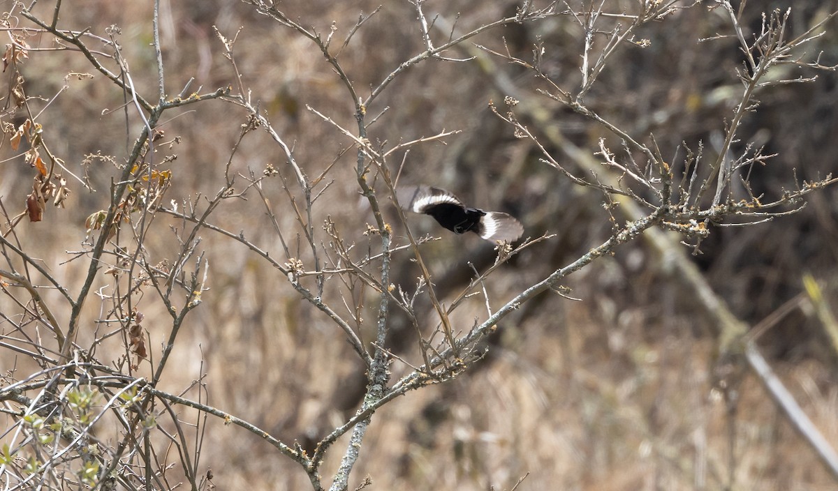 ハジロクロタイランチョウ（aterrimus／anthracinus） - ML541329991