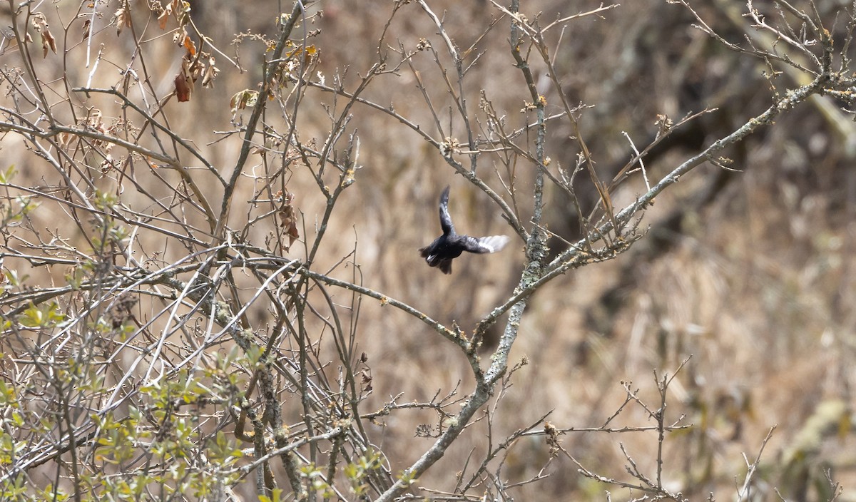 ハジロクロタイランチョウ（aterrimus／anthracinus） - ML541330001