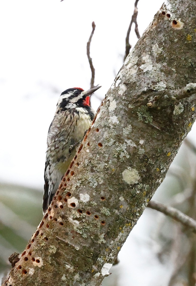 Yellow-bellied Sapsucker - ML541330171