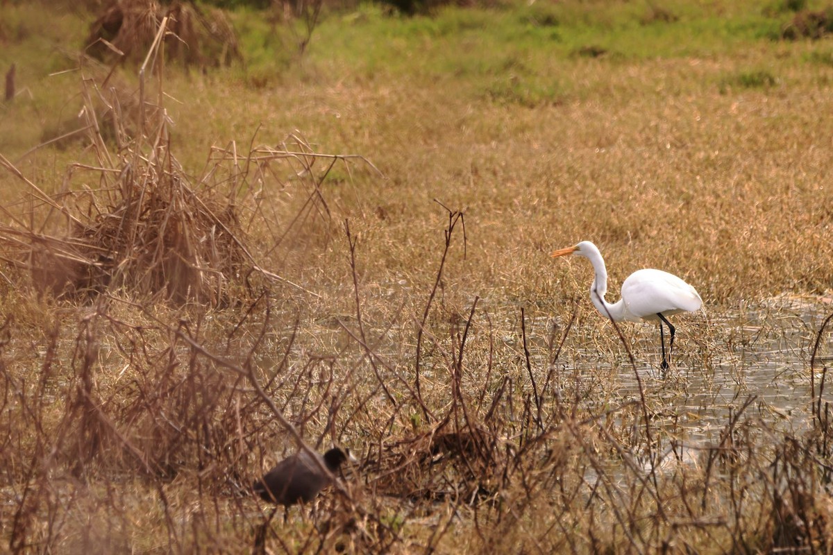 Great Egret - ML541330341