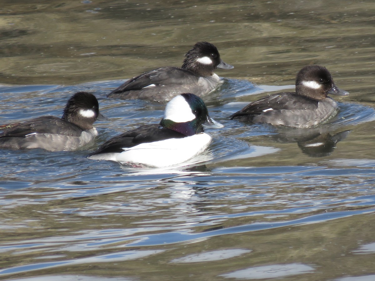 Bufflehead - ML541330461