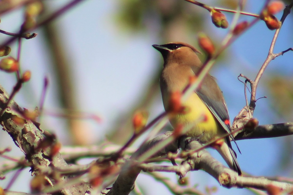 Cedar Waxwing - Jeremiah Griffith