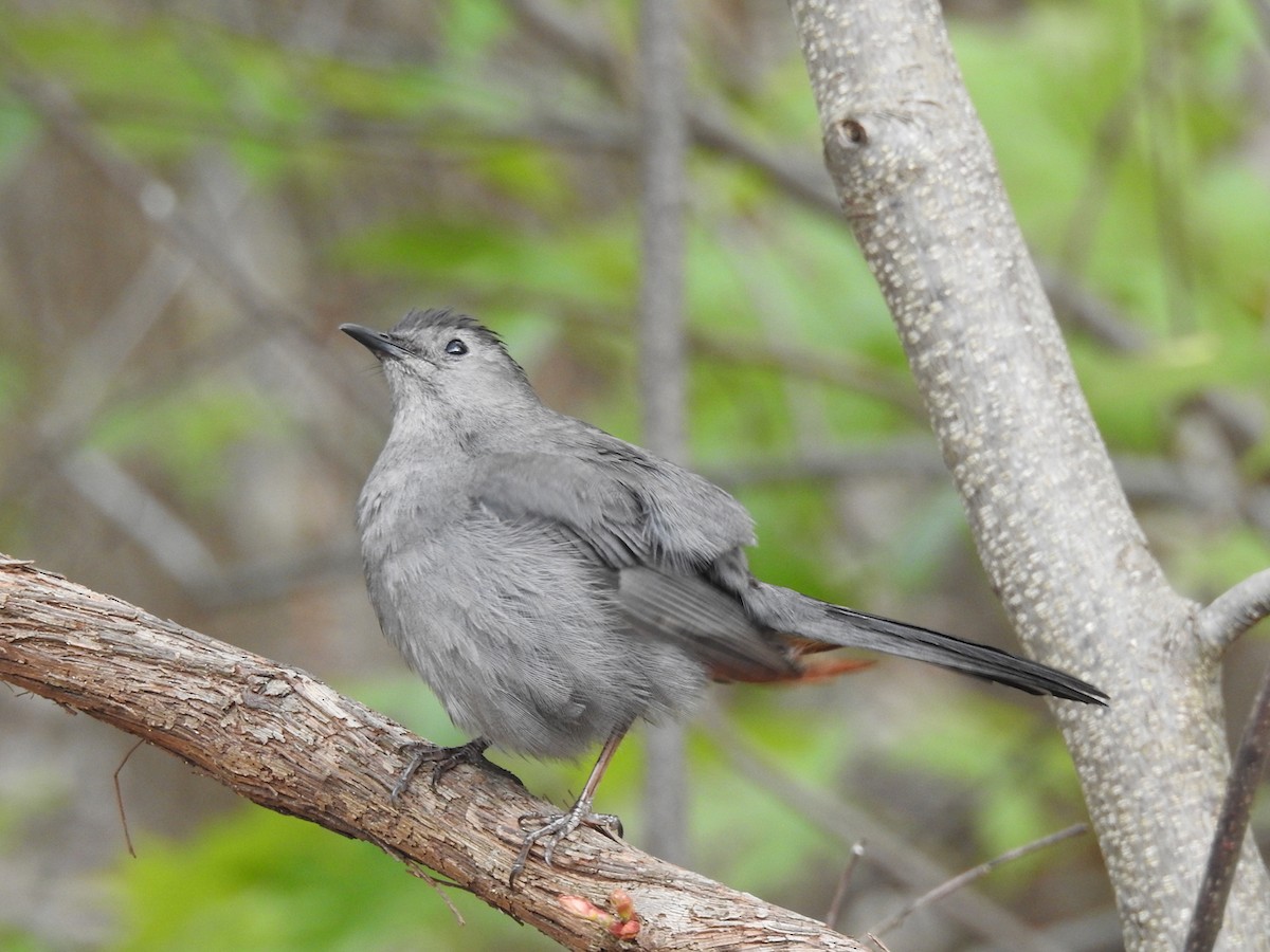 Gray Catbird - ML541332051