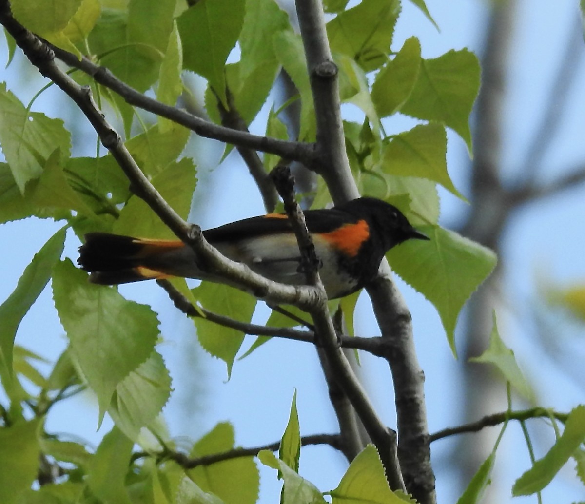 American Redstart - ML541332311