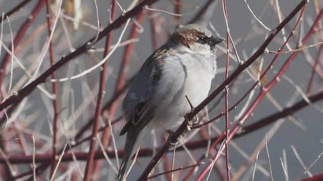 House Sparrow - ML541333021