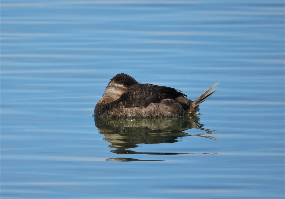 Ruddy Duck - ML541335291