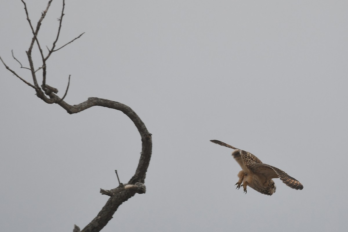 Short-eared Owl - ML541335321