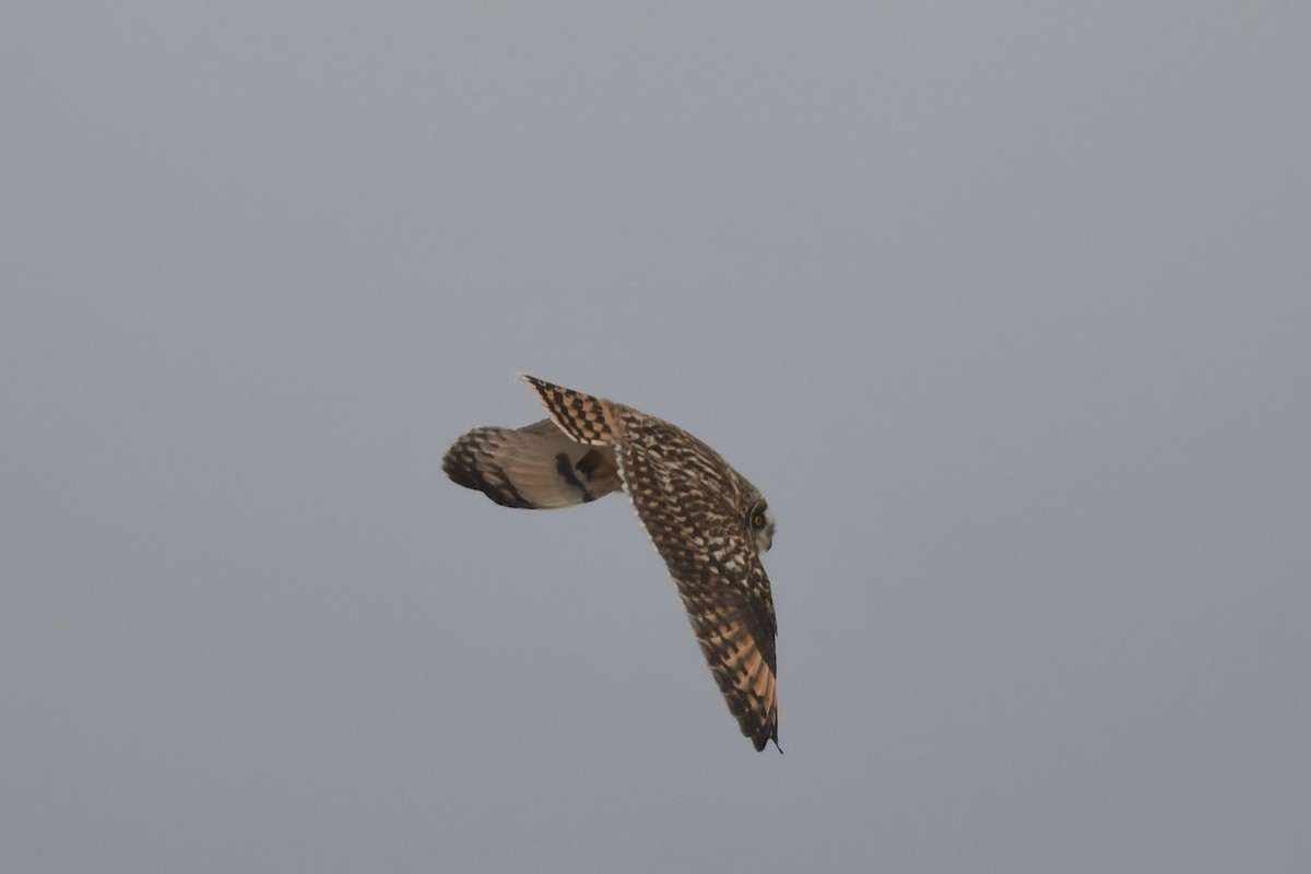 Short-eared Owl - ML541335331