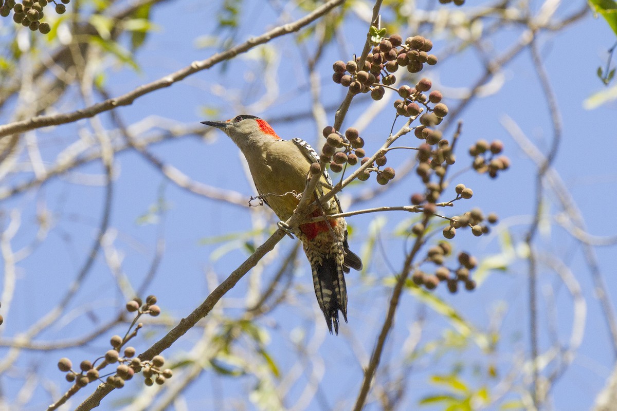 West Indian Woodpecker - ML54133561