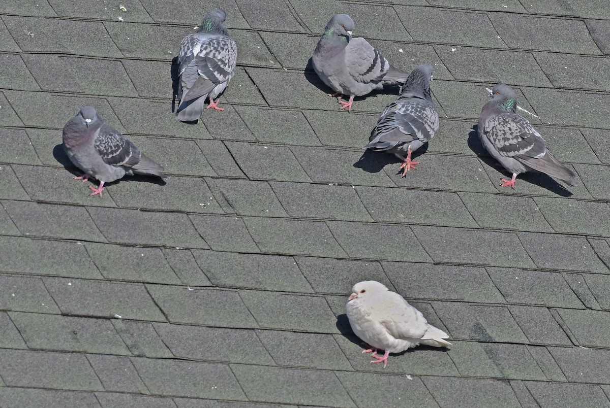 Pigeon biset (forme domestique) - ML541336331