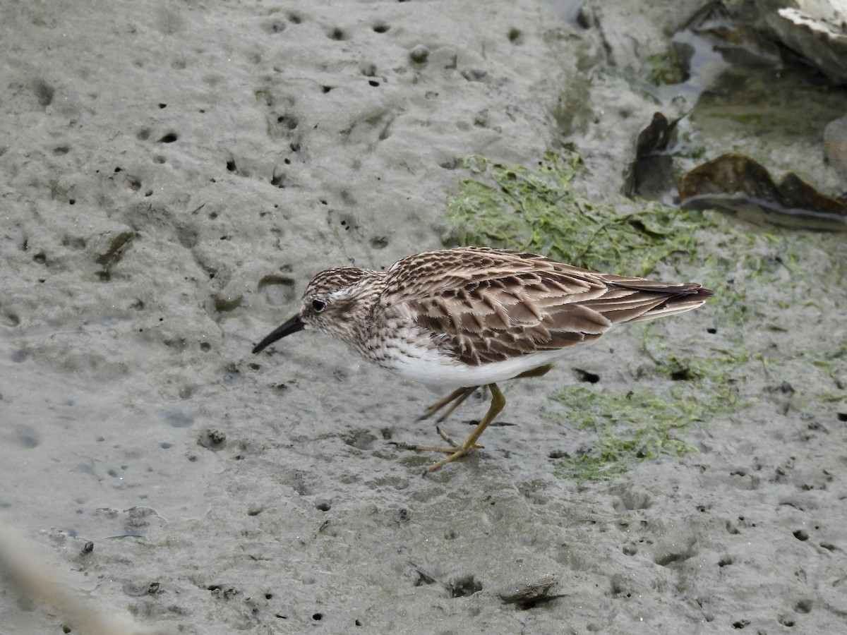 Least Sandpiper - ML541336531