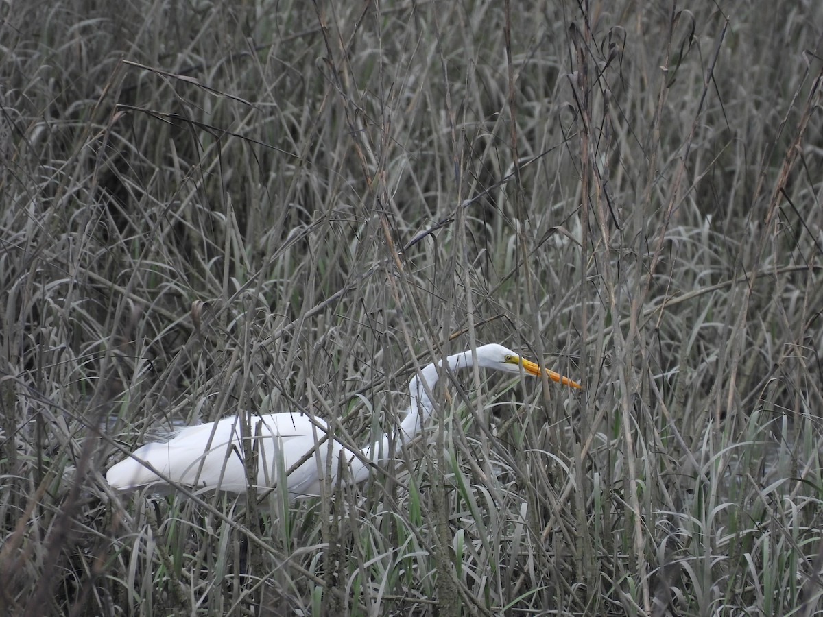 Great Egret - ML541336581