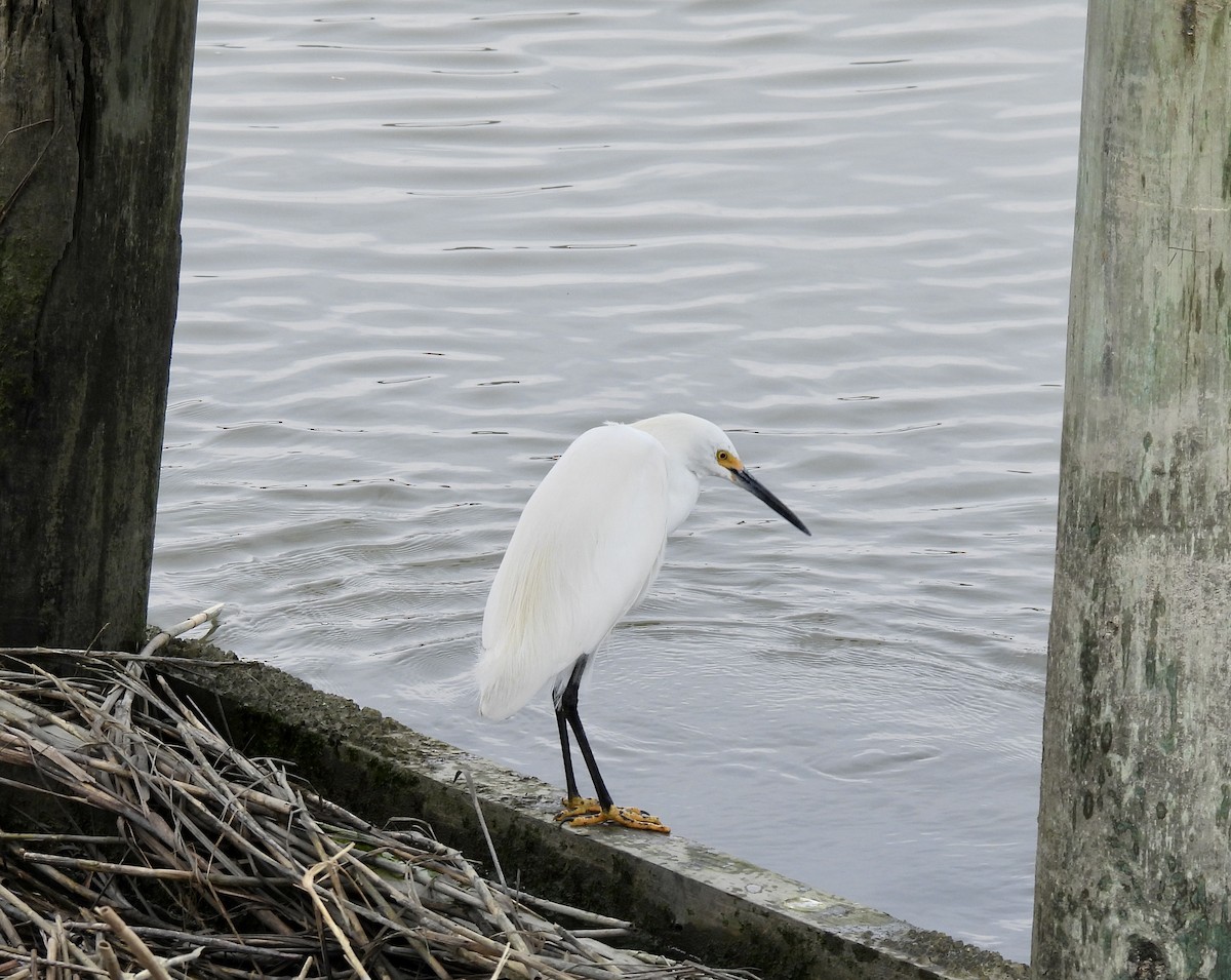 Snowy Egret - ML541336611