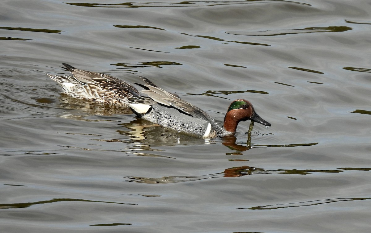 Green-winged Teal - ML541336791