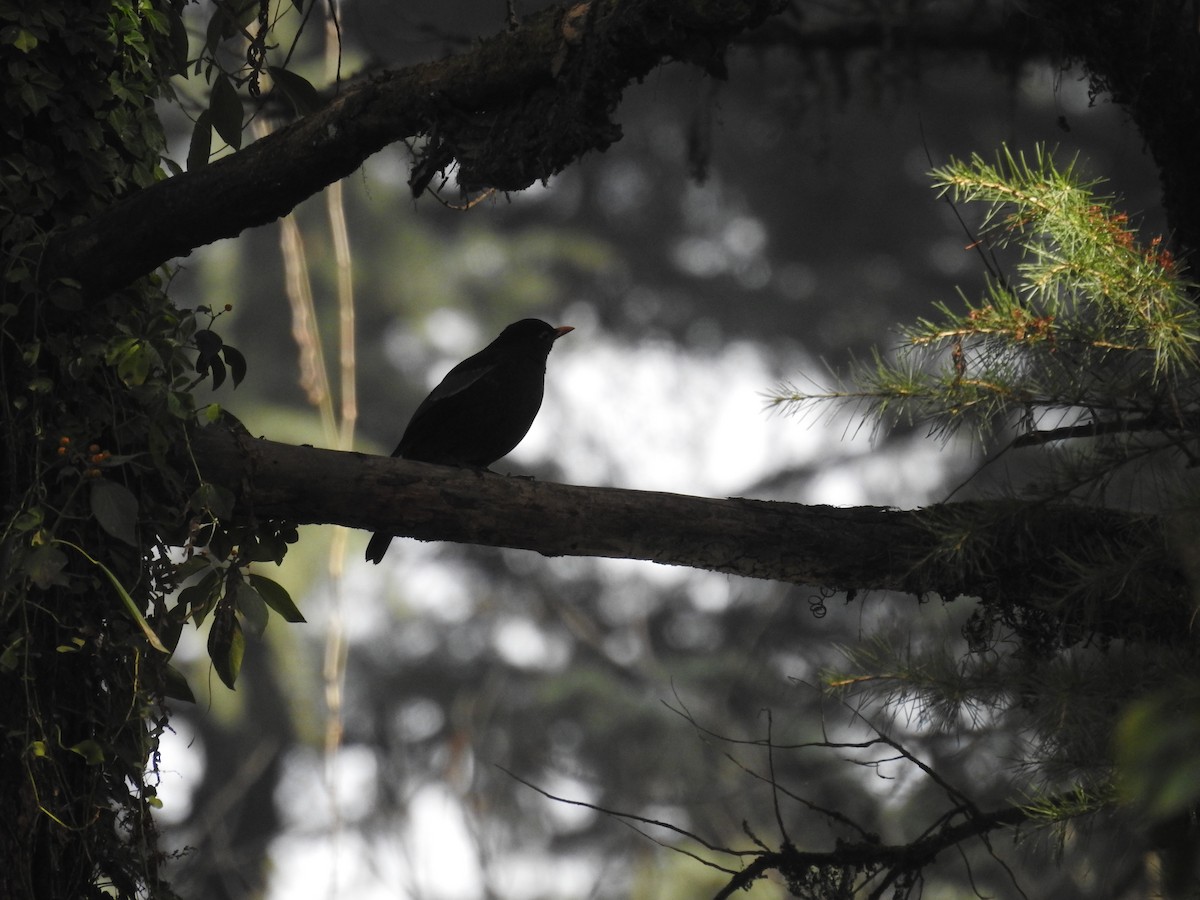 Gray-winged Blackbird - ML541337451