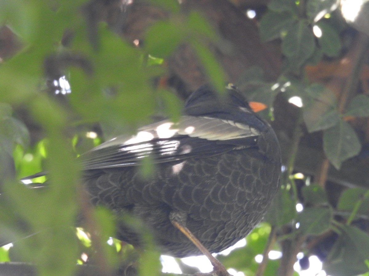 Gray-winged Blackbird - Manaswini Ghosal