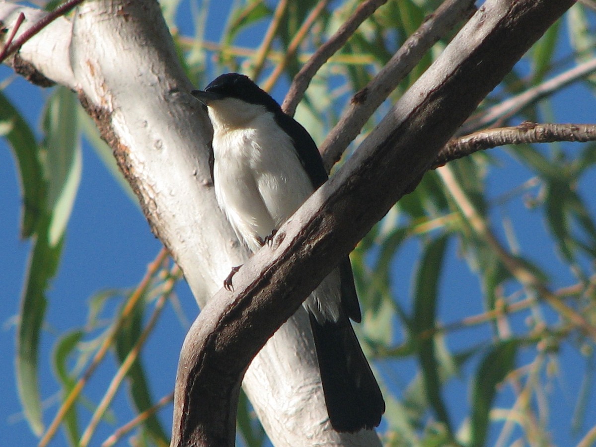 Paperbark Flycatcher - Matt Hinze